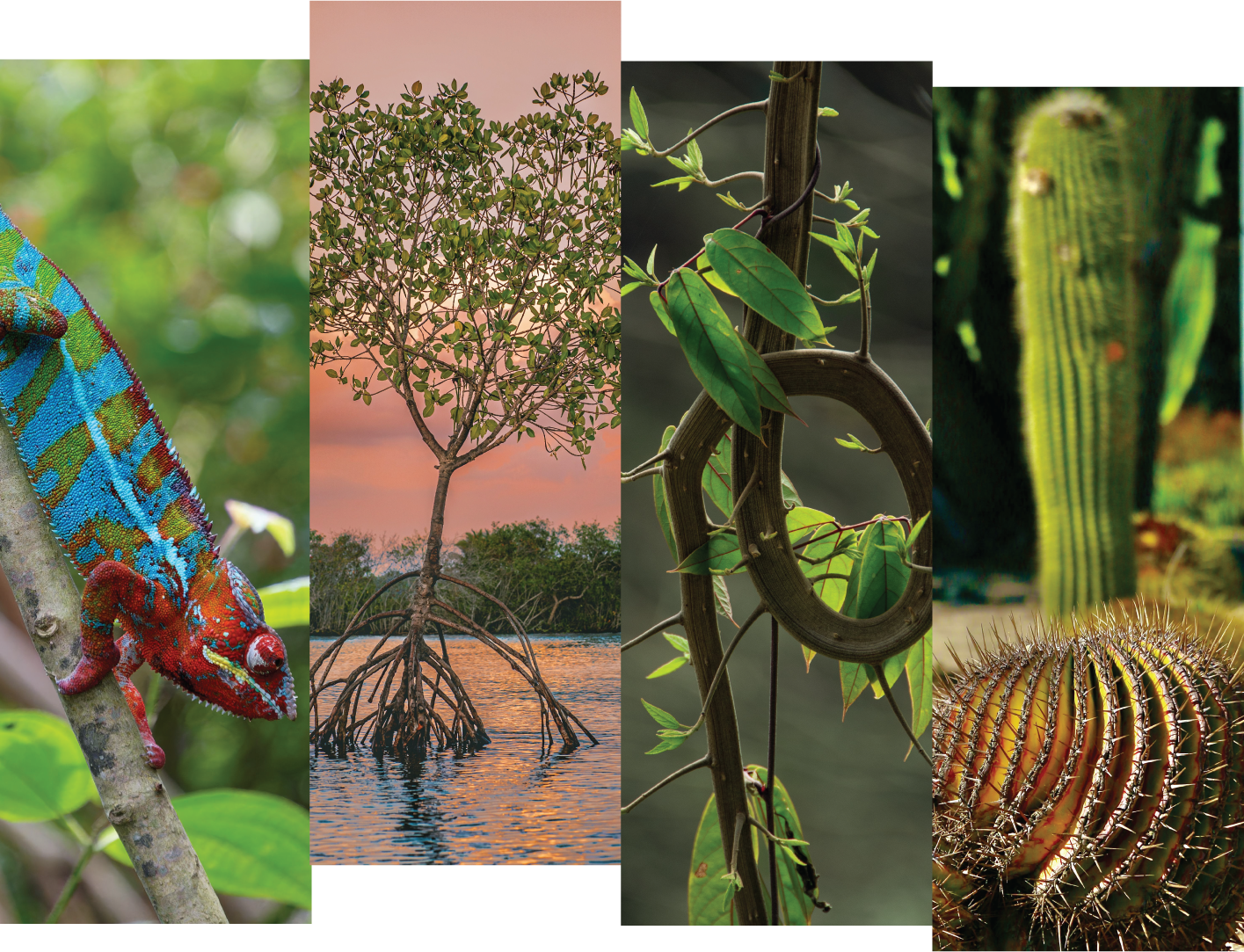 Nature Adapts